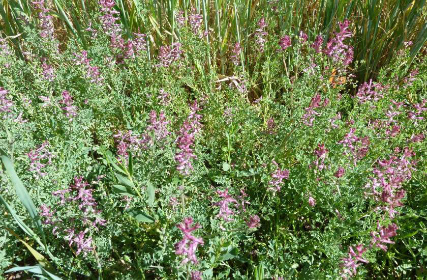 Fumitory